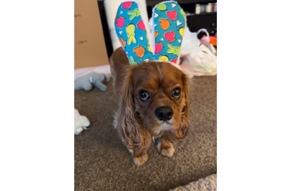 Gus with rabbit ears on